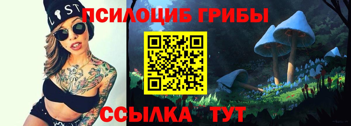 Псилоцибиновые грибы Psilocybe Минусинск